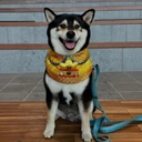 Coin image for 25TSapzsyrSH12e3HFP3ZMb3Vk5Az2oLXooGSDcVdoge