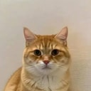 Neko