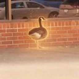 Coin image for 2bp4ShPfVb1fDCyTf9EFHM47Bb1LY2q4WQibTNfdpump
