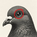 PIGEONS