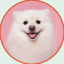 Coin image for 3cZDbqcJvyqpzxG4dxHHaFDdMJJjawT2hEB9UwYXmoon