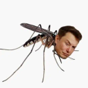 Muskito