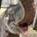 Coin image for 4sDBbbYom4GJzAfTEmDMGafsLn3TtTWzUGLBPrWnkrQW
