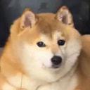 Coin image for 4xB2NGznSwQXAAjRsyAputhonM2uDD1FYwnGo92pdoge