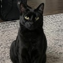 Ollie
