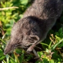 Crocidura