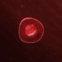 Coin image for 5oKmrYsmmNa7XZwcZ7LfD4HtqpgF8DjNj7nSQhMP7bnW