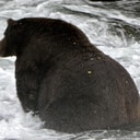 CHONK