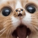 PERPCAT