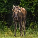 Moose
