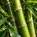 BAMBOO