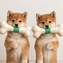 Twin