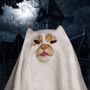 HALLOCAT