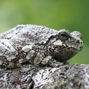 SECRETFROG
