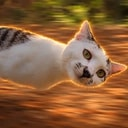 Motion