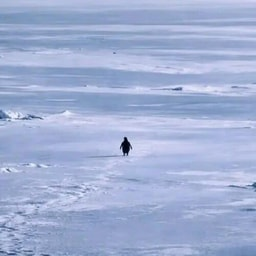 Nietzschean Penguin (PENGUIN)