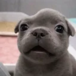 Coin image for 8SRJudhUsVeimLdbCtHzytnE6VEfZg2Nhz6sYUKupump