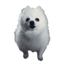 Coin image for 8tFdAJF3X1fNZNzzfktfksEzhr6Hqr8yhZVWMaNqbonk