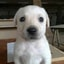 puppy eyes