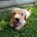 Jake