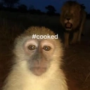 #cooked