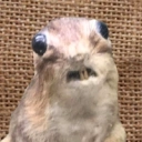 Coin image for A3CQMsS21KmvrGXKqKvjYreVMxXBmSkPZ1tZQTB1pump