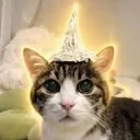 tinfoilcat