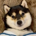 Coin image for BBAKBvtMcovd5CPGN2CajrWPtoCWhEXcDnJ4yAm6bonk