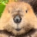 Coin image for BEUxNVbCZdhdLEP8B5juuogyy4WGr9egWtnvuKkzUmsi