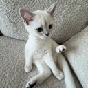 Mimi