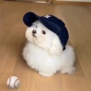 DOGCAP