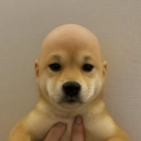 Wifout