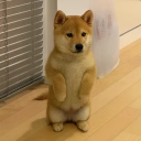 Coin image for Bi2J7JTrNCtovk3VheEsQ1j4uxtRW3trWTpDZhhpvtLG