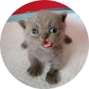 Coin image for BpPEeCKkCh7MwStKsS69vJfAa9CXMujGN7LA1CtkKcmE