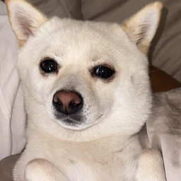 Coin image for BzvKRYMs9UUQnwCmnjVmyte4yUFBWAMX5gqVXjJWpump