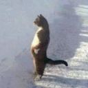 dafuk cat