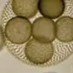Coin image for C81ym9KWJ81yjpmiErjyuZoLPsnp1EjBB9g51j9YV4tv