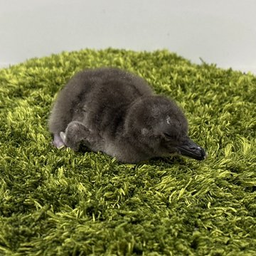 Coin image for CEqMWELAmPg6s1T1eZ8FMqd3TCBr5PvP5TfRXHvtpump