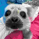 Coin image for CFZuxmXJyCwvvMHiMdA3toZdguHNnaWq9yyXZecPqwkn