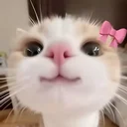 Pookie the Workspace Kitty logo