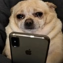 SOBDOG