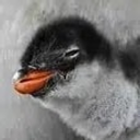 Gentoo