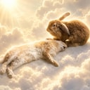 RABBIT icon