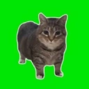 Coin image for DhJY2yAiiWhUVGcFQYDuZLpXUYPveLJ21oQXWZxLwiRP