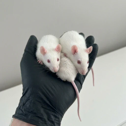 Ratcade logo