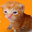Buy The Cat
