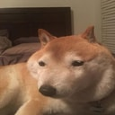 Coin image for EEC9pE9zYEQh18Yo8JZaZjrjCzGGJMKdoX4MqRvubonk