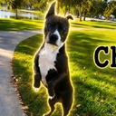The Peptide Dog
