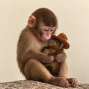 apeanut