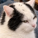 baldcat